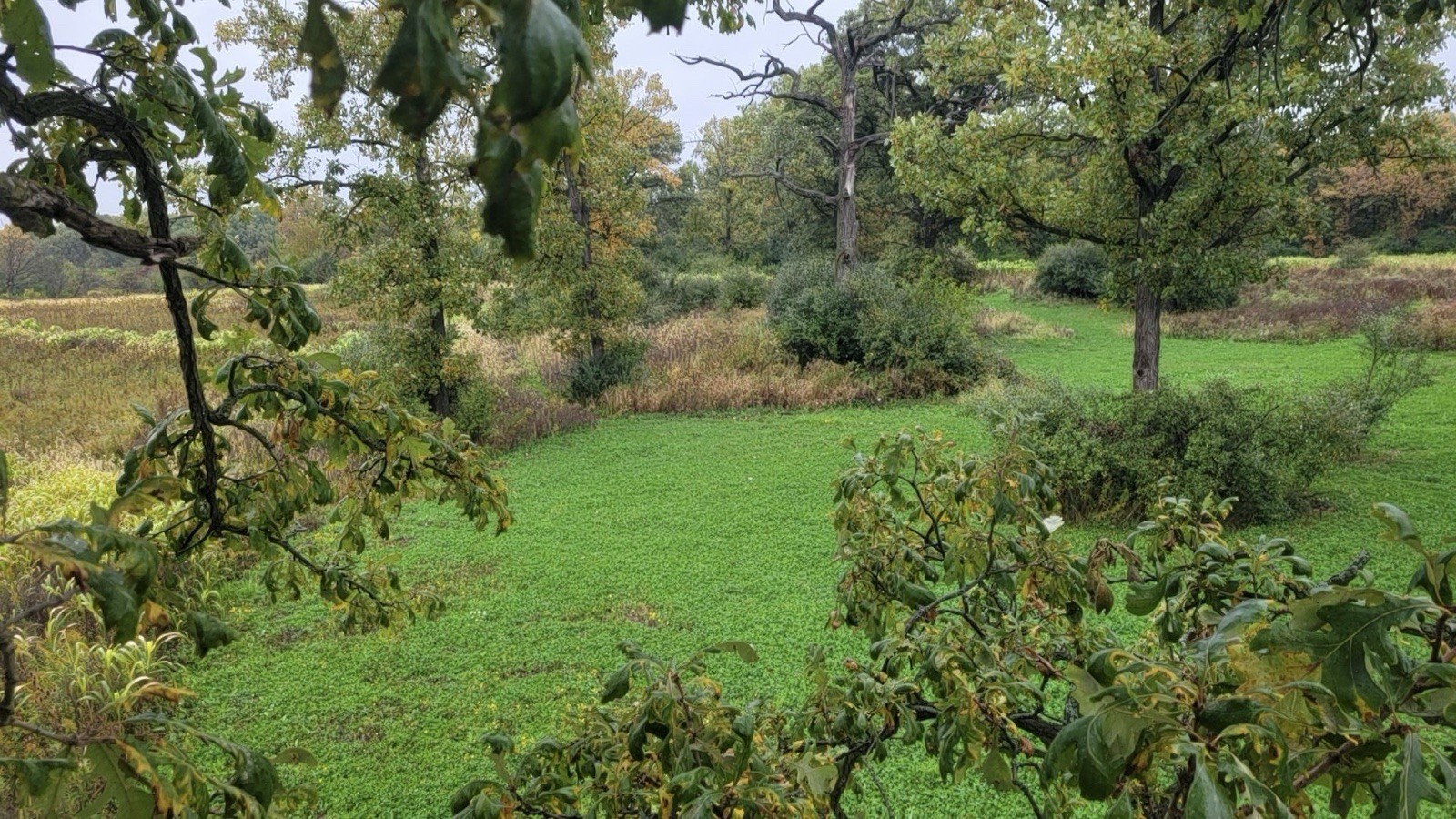 Annual Fall Food Plot Mix