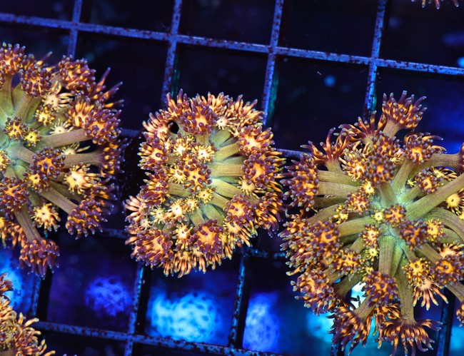 Firecracker Goniopora WYSIWYG A1 - SAQ Coral Farm