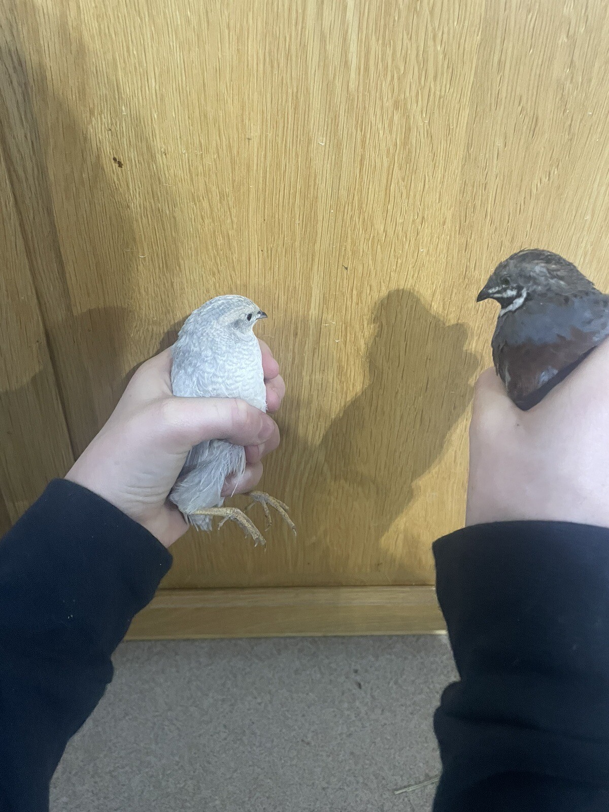 24 Fertile Button Quail Hatching Eggs