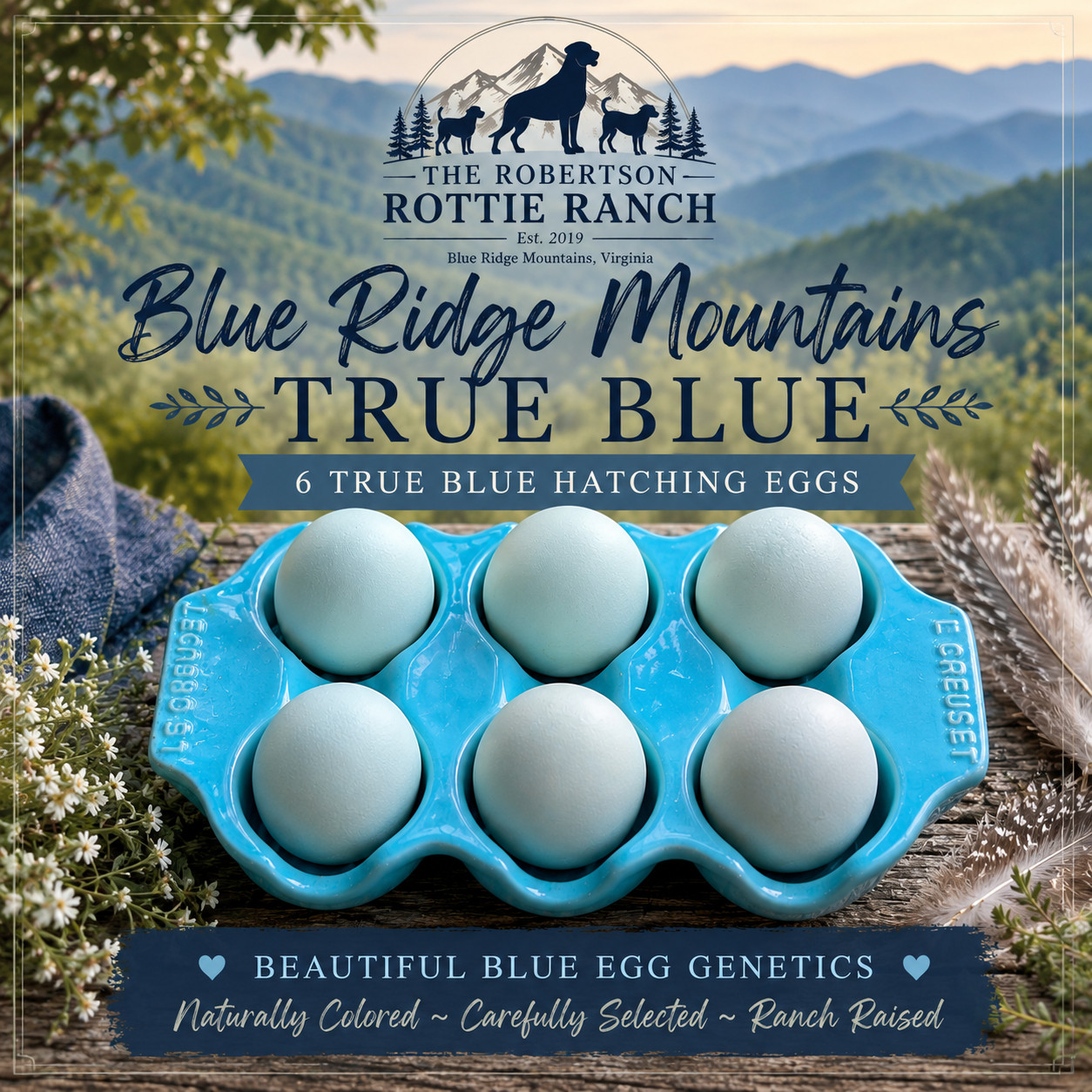 6 Blue Ridge True Blue Incubating Chicken Eggs Ameraucana Whiting Blue Egg Layer