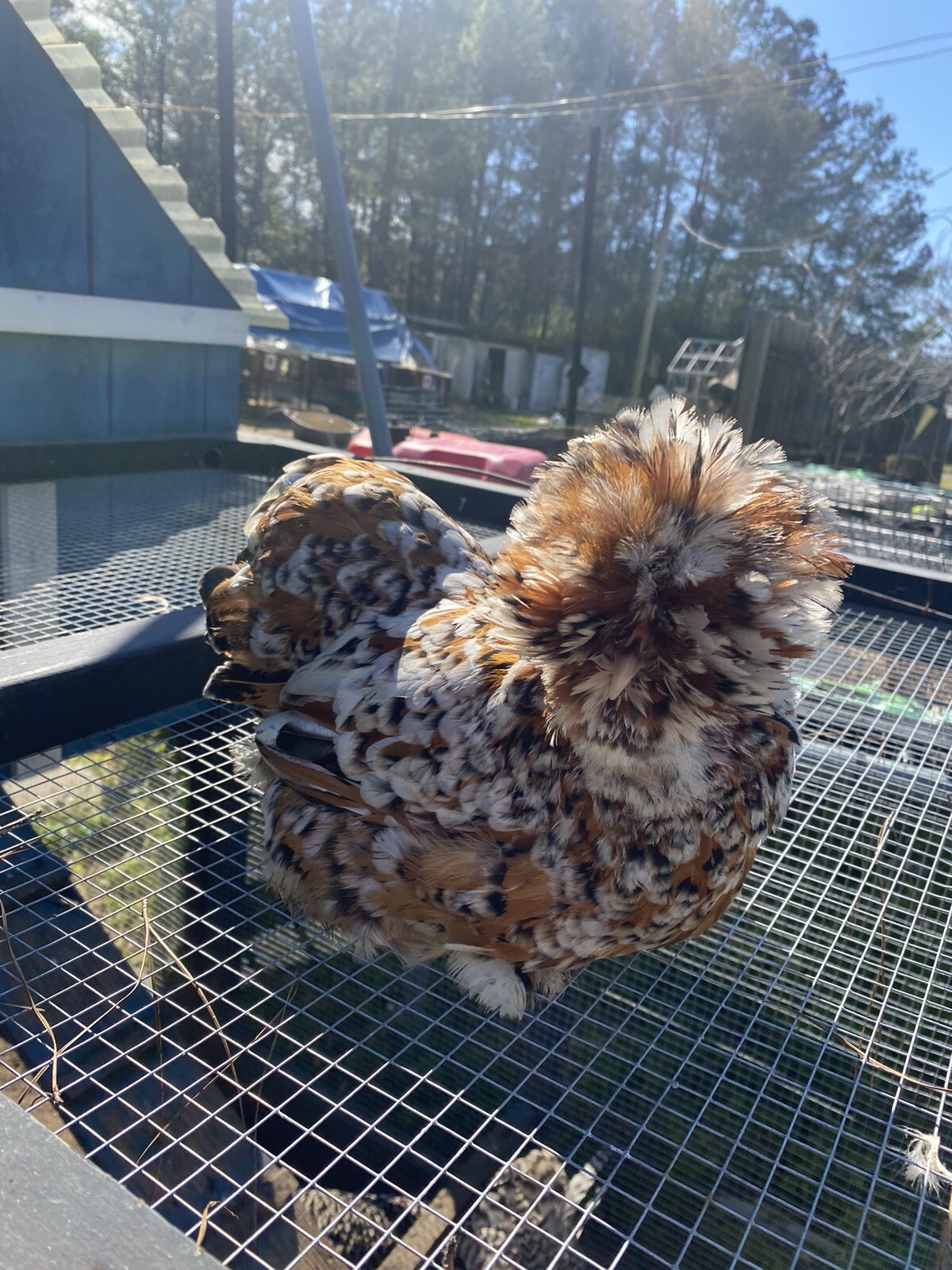 12+ Mille Fleur Satin Hatching Eggs NPIP & AI Clean