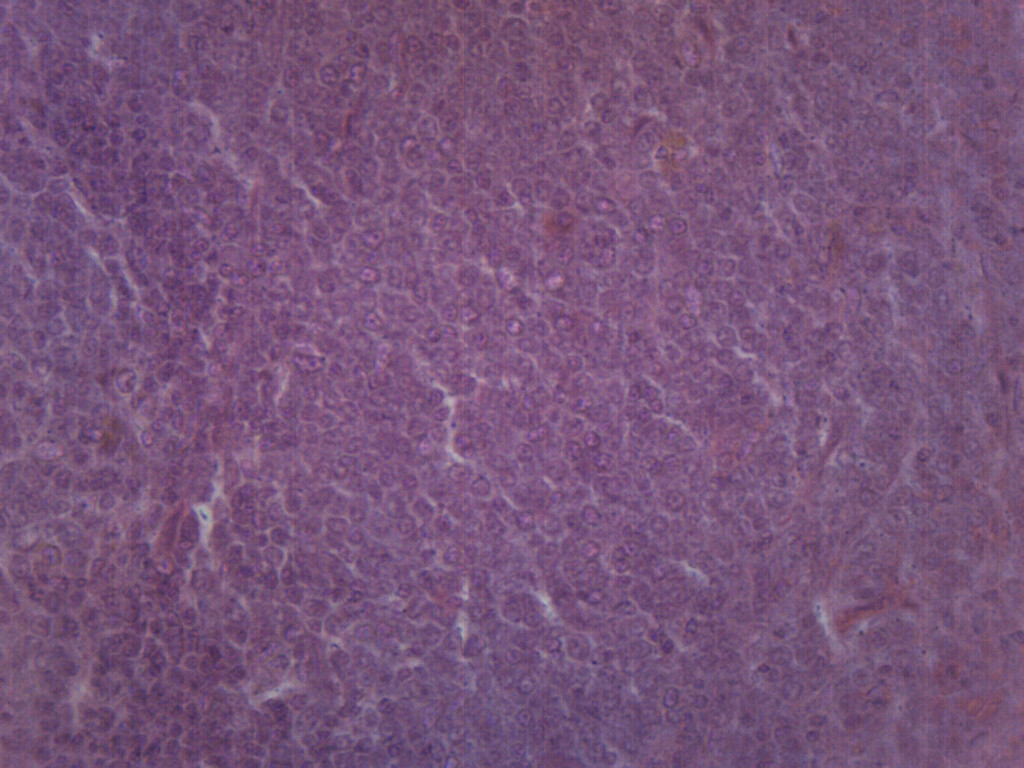 Spleen Section - Prepared Microscope Slide - 75x25mm - Eisco Labs