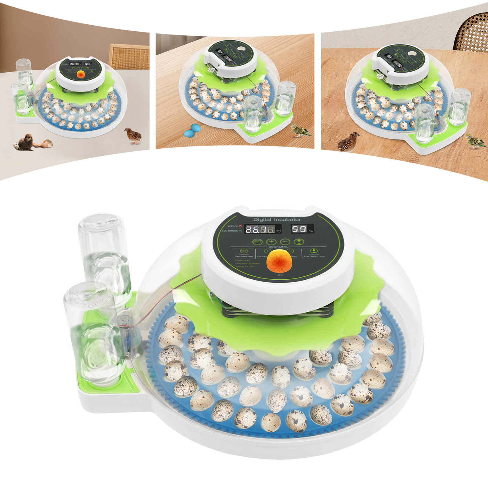 Modern LED Quail Egg Incubator for Hatching 60 Quail Eggs, Small Quail Brooder