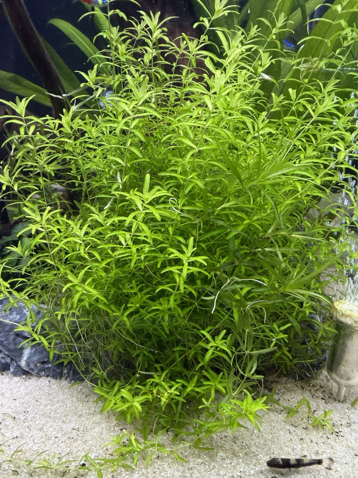 2  Pearlweed Bunches Live Aquarium Plants, With Weights