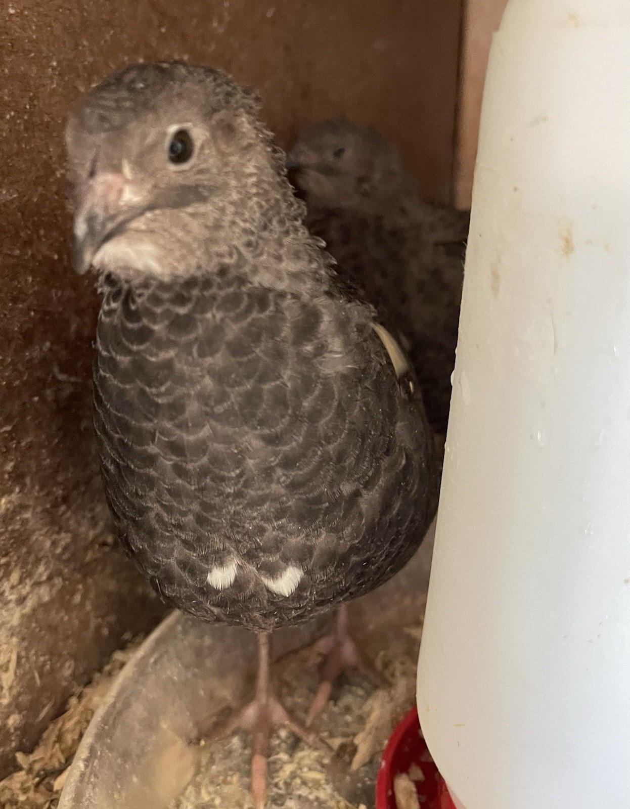 12 Black Conturix Quail Hatching Eggs – Fertile Quail Eggs