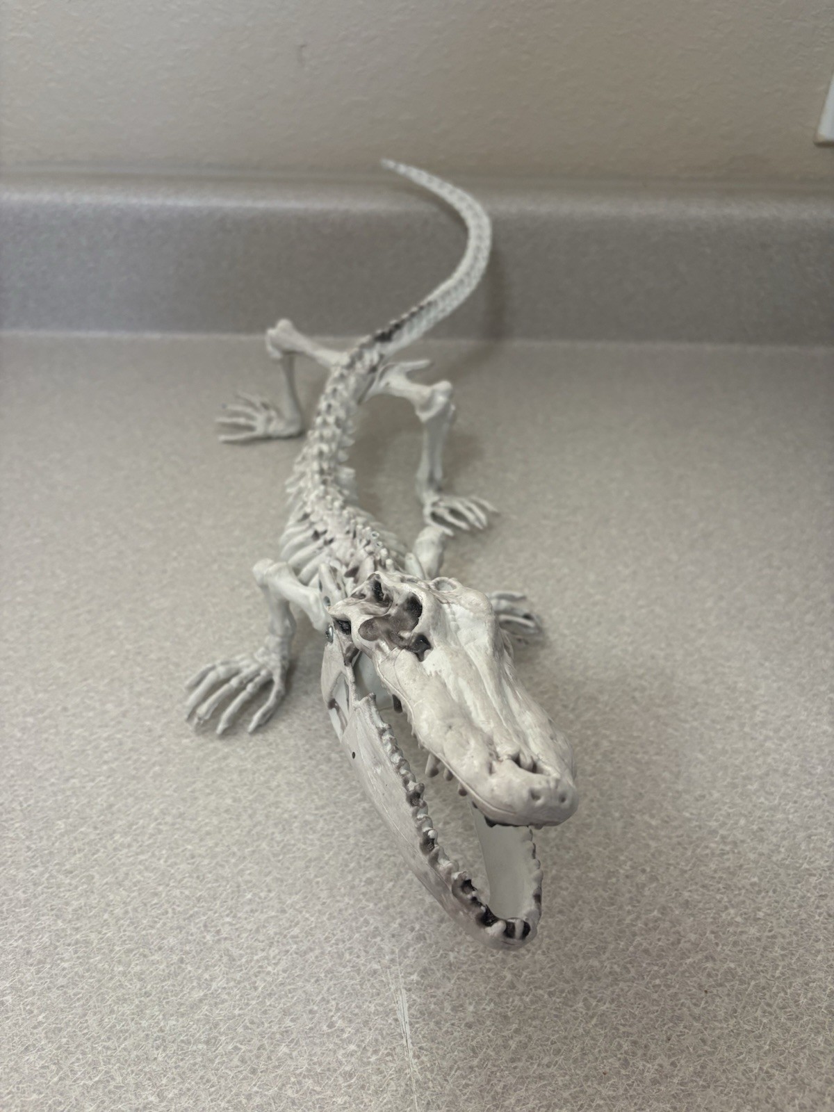 Baby Alligator Skeleton Prop. Educational.