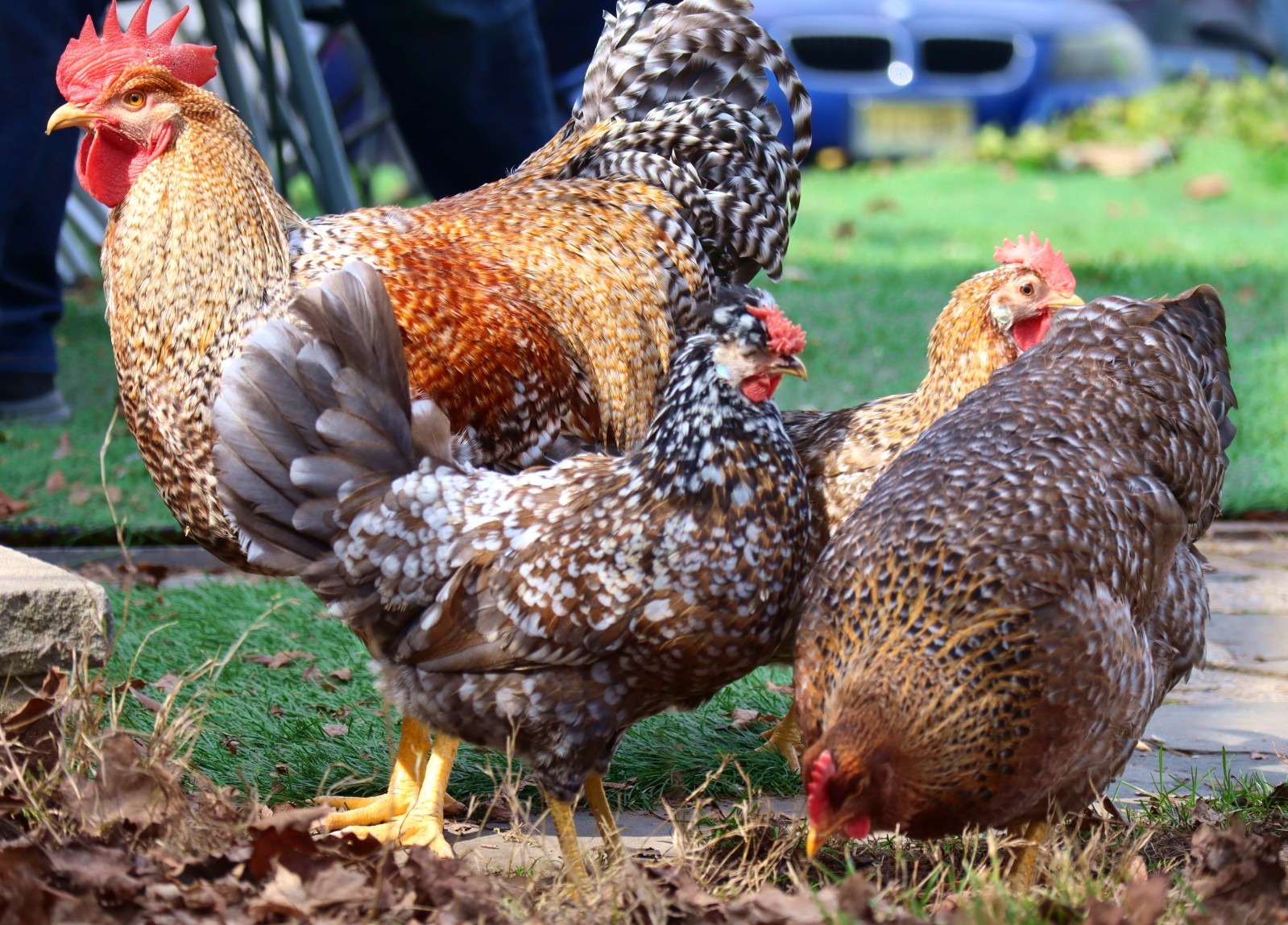 6+ (or 12+) Pick Your Breeds - Bielefelder, Icelandic, BieleFlower Hatching Eggs