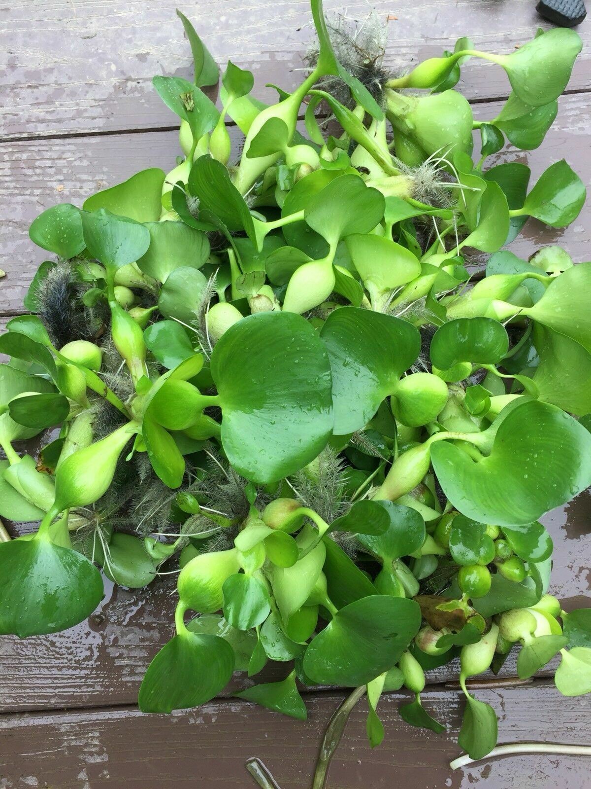 Floating Water Plant Hyacinth or Lettuce Koi Pond YOU CHOOSE & Combine Shipping