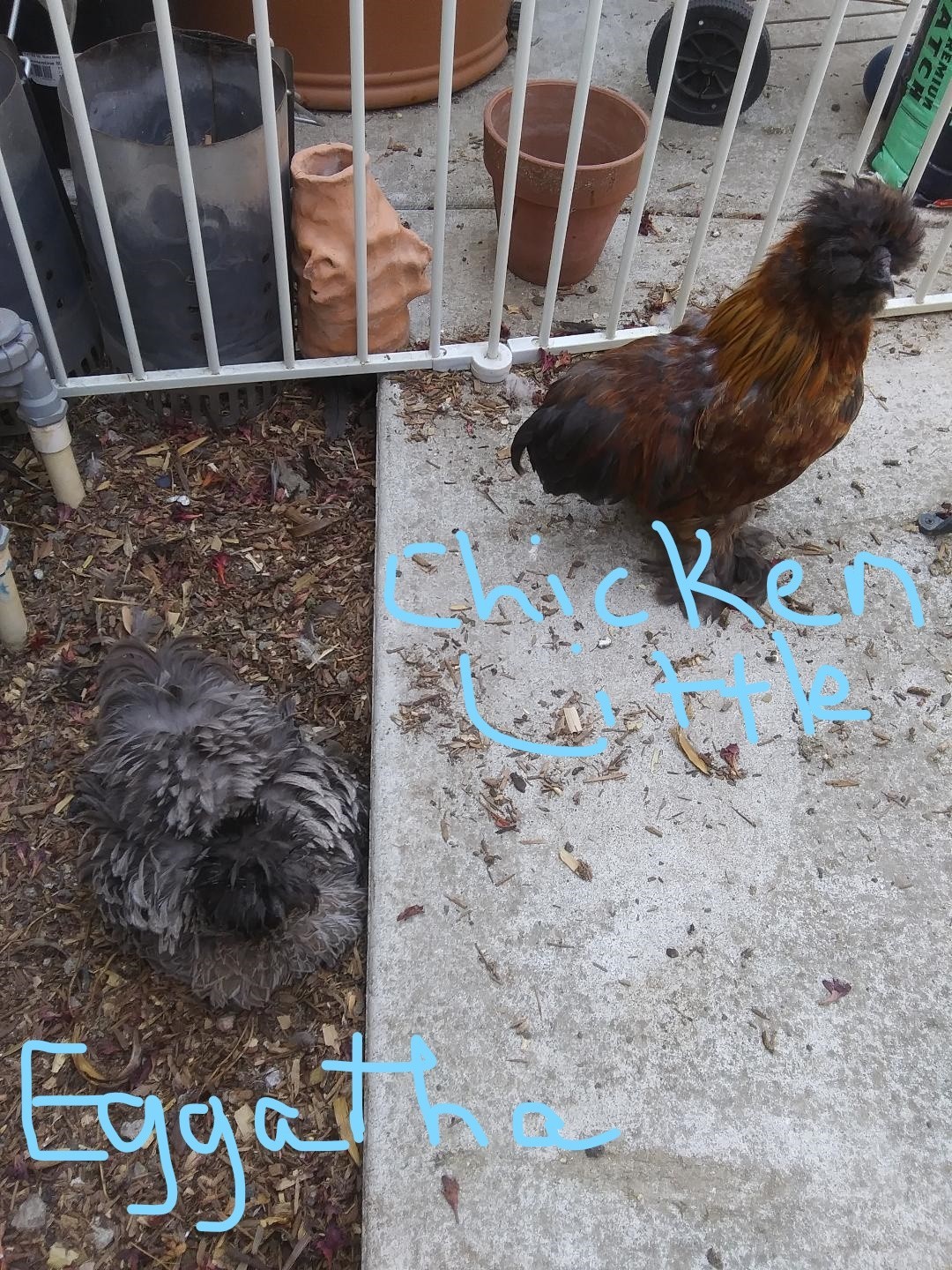 3 Silkie, Satin, Frizzle Hatching Eggs