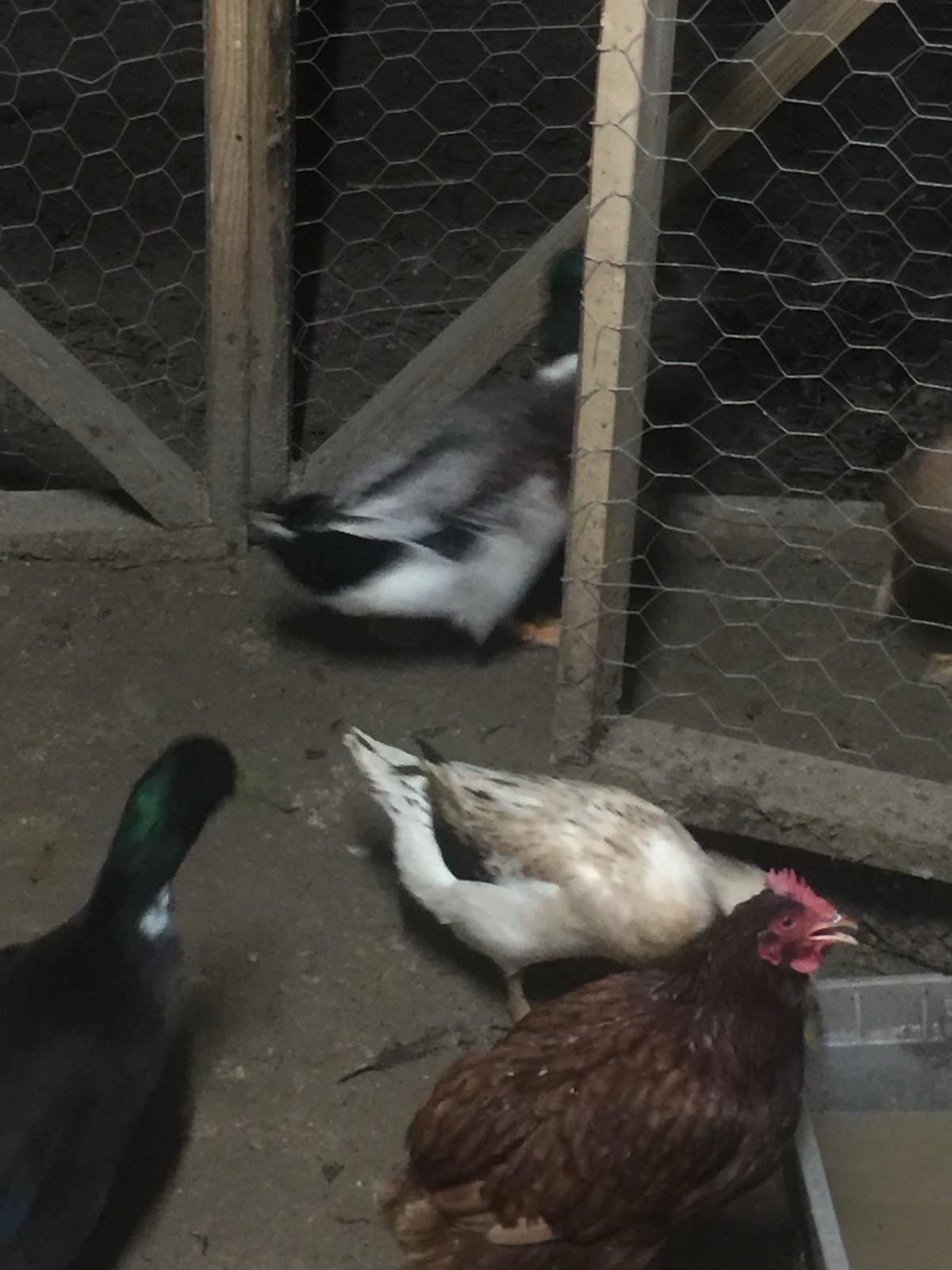 Fertile Duck Hatching Eggs, - Lot of 12