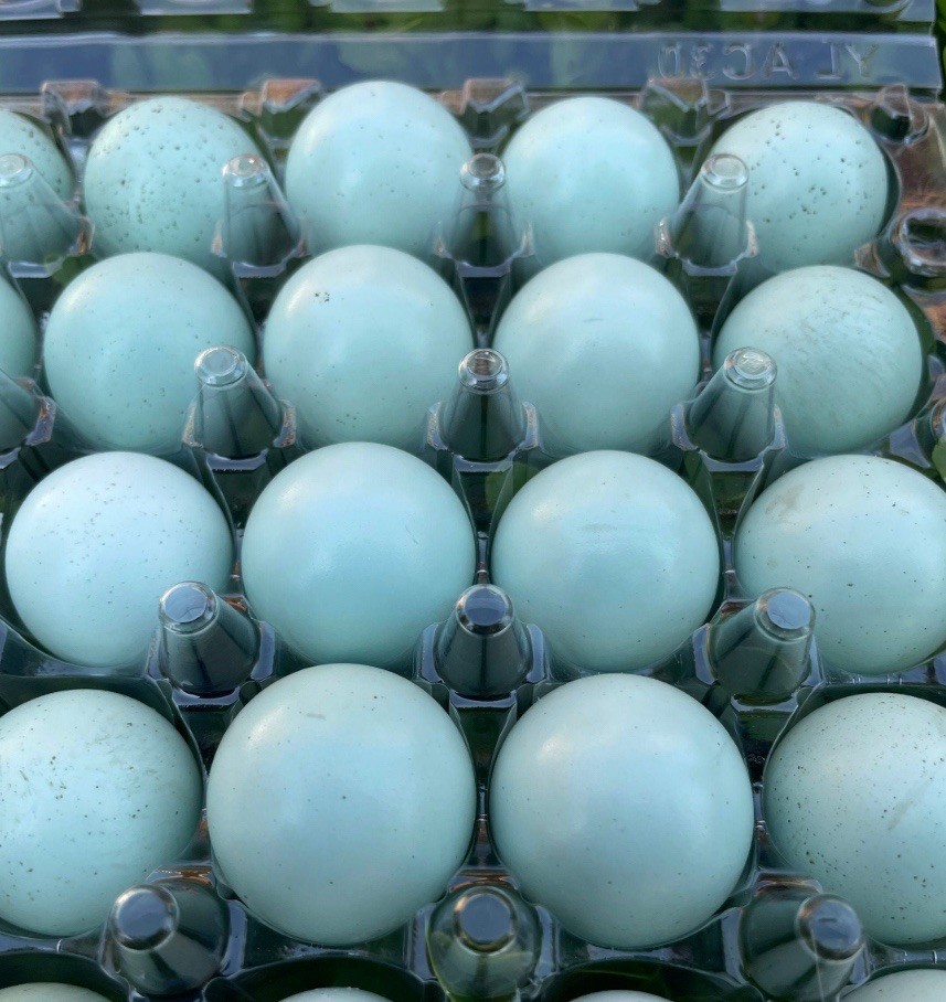 54 Celadon Blue Coturnix Quail Hatching Eggs - 100% BLUE