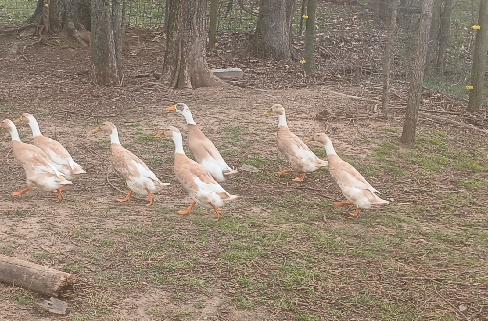 (12) Fawn And White Runner Duck Hatching Eggs