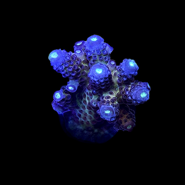 Aquacultured Juicy Grape Acropora Coral (Acropora sp.) - ORA