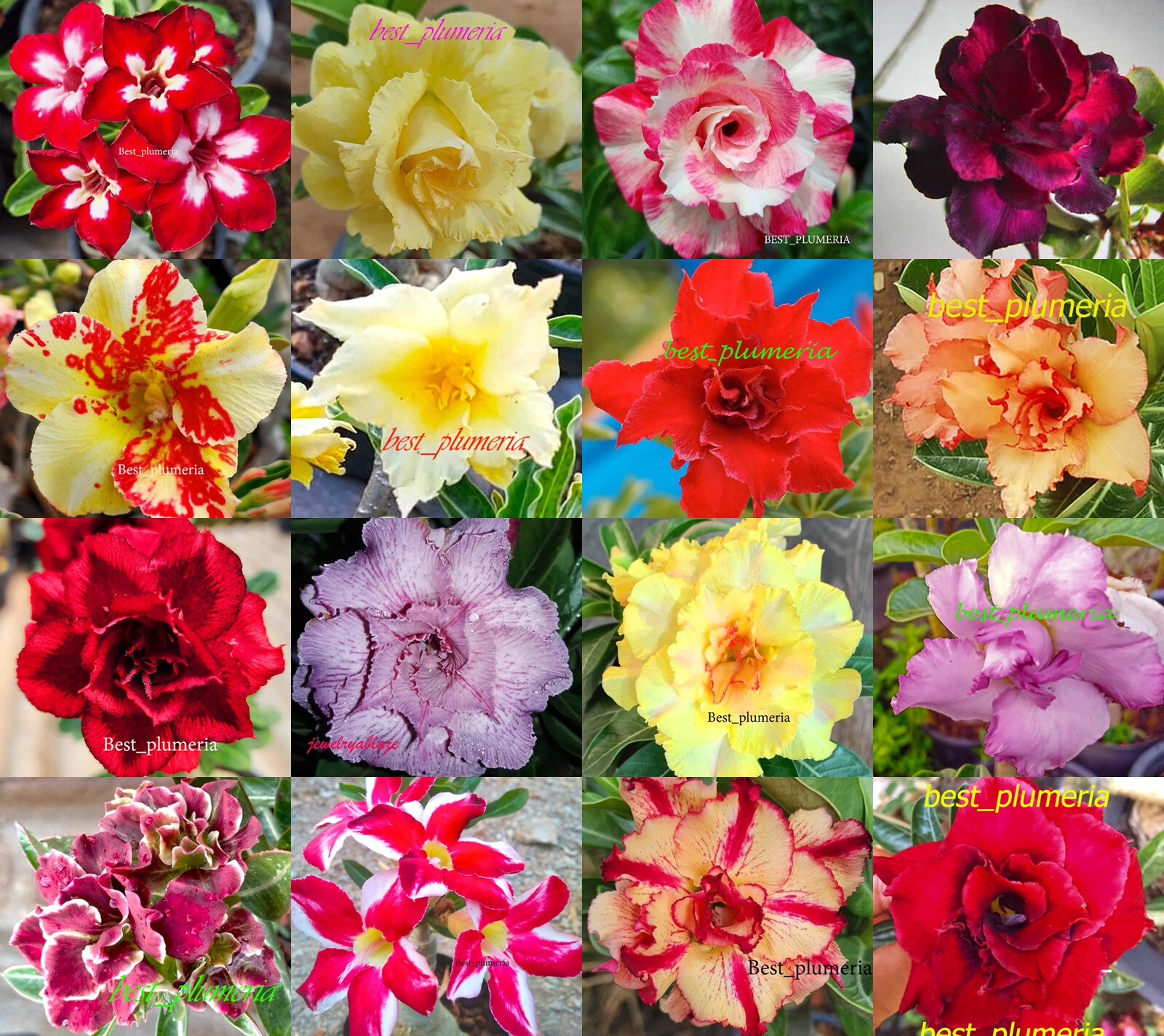 New!Adenium Obesum Desert Rose " Mixed " 100 Type 120 Seeds