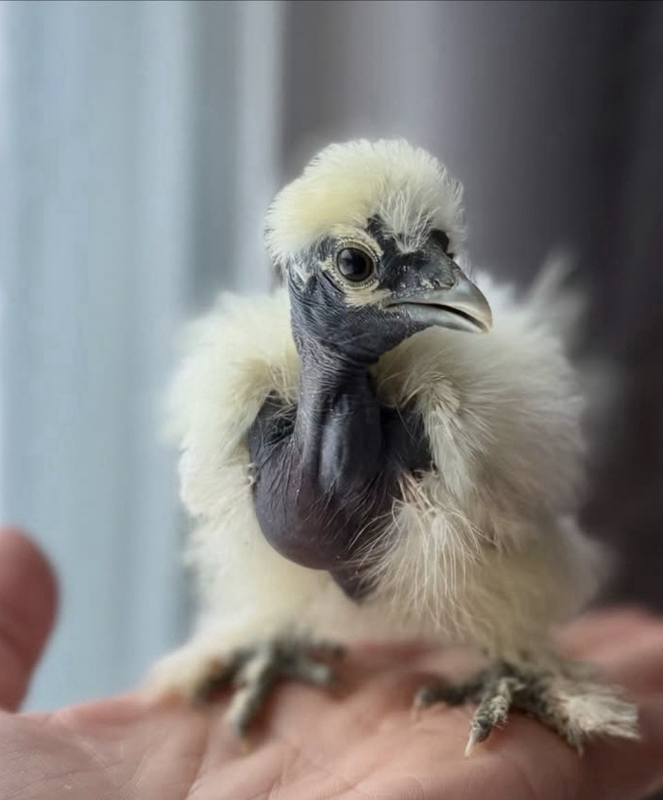 Calico SHOW GIRL Silkie Cuckoo Wyandotte Blue Laced Red SET 6 Hatching Eggs ❤️eb