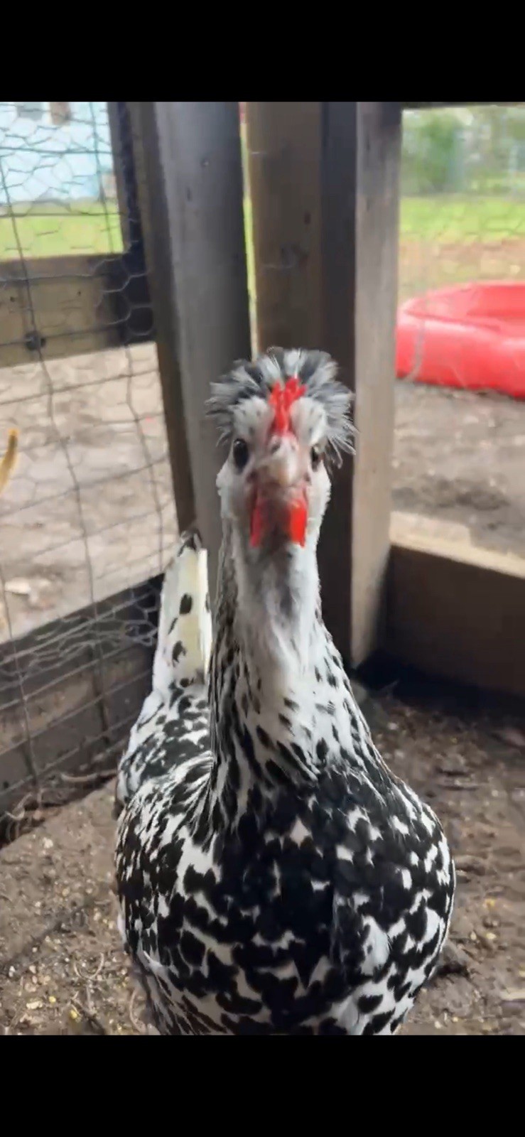 Appenzeller Spitzhauben/easter egger  10 hatching eggs