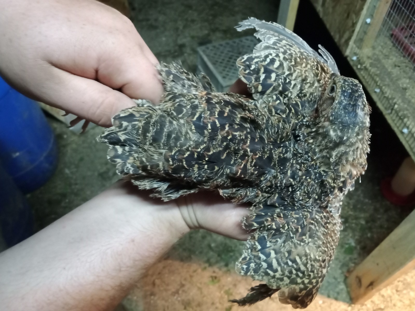 50+ Rare Conturnix Quail hatching Eggs Mixed Colors