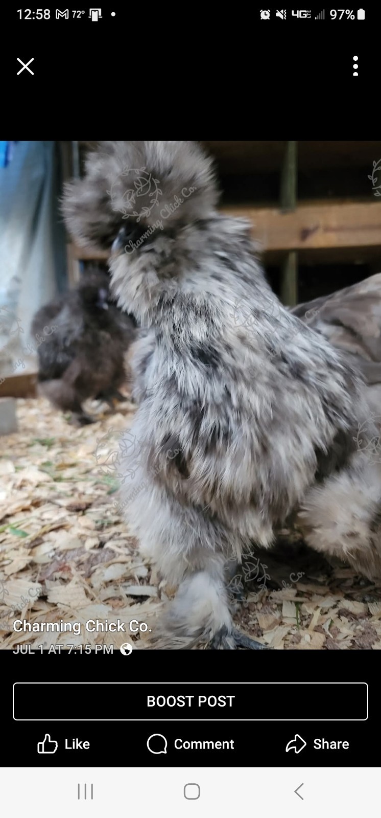 6+ Bearded Silkie Hatching Eggs