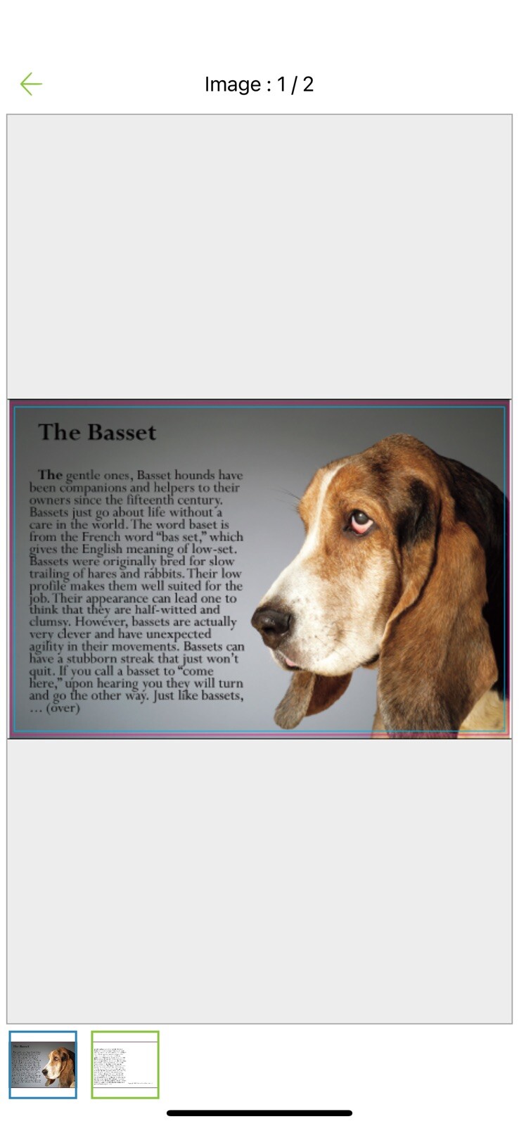 Gospel Postcard Tract "The Basset” 15 Pack