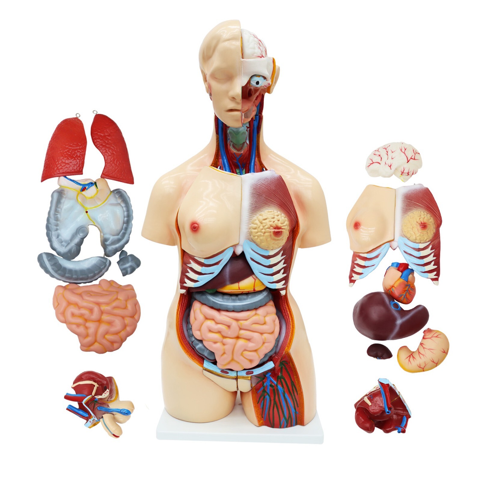 85cm Bisexual Trunk Model 25pcs Organ Detachable Anatomical Model of Human Torso