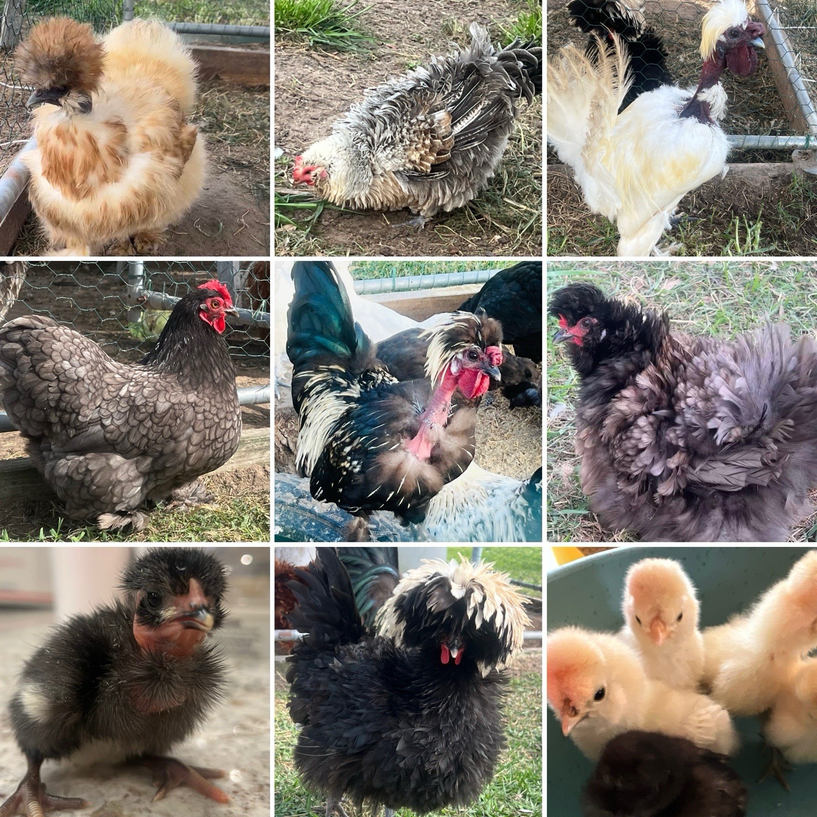 🐣6+ ASSORTED Bantam Hatching Eggs SILKIE Cochin Polish Frizzle Showgirl 🐣