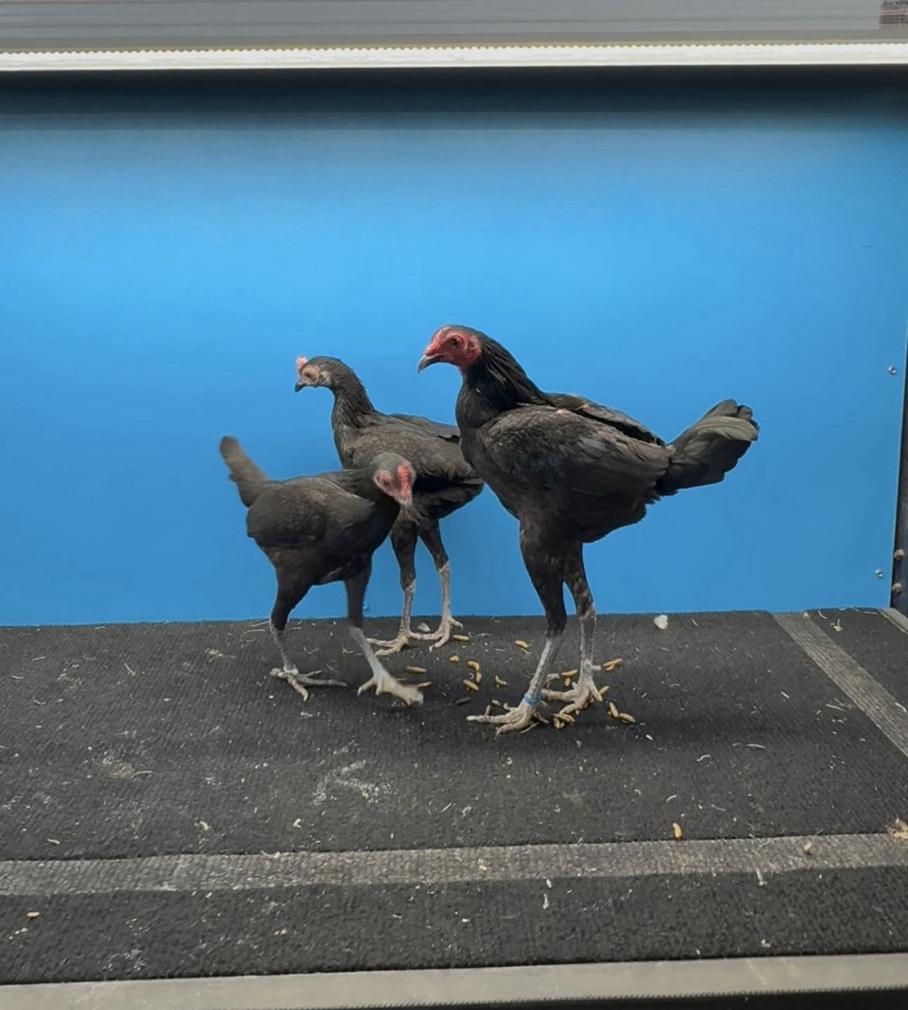 6 Black Modern bantam hatching Eggs