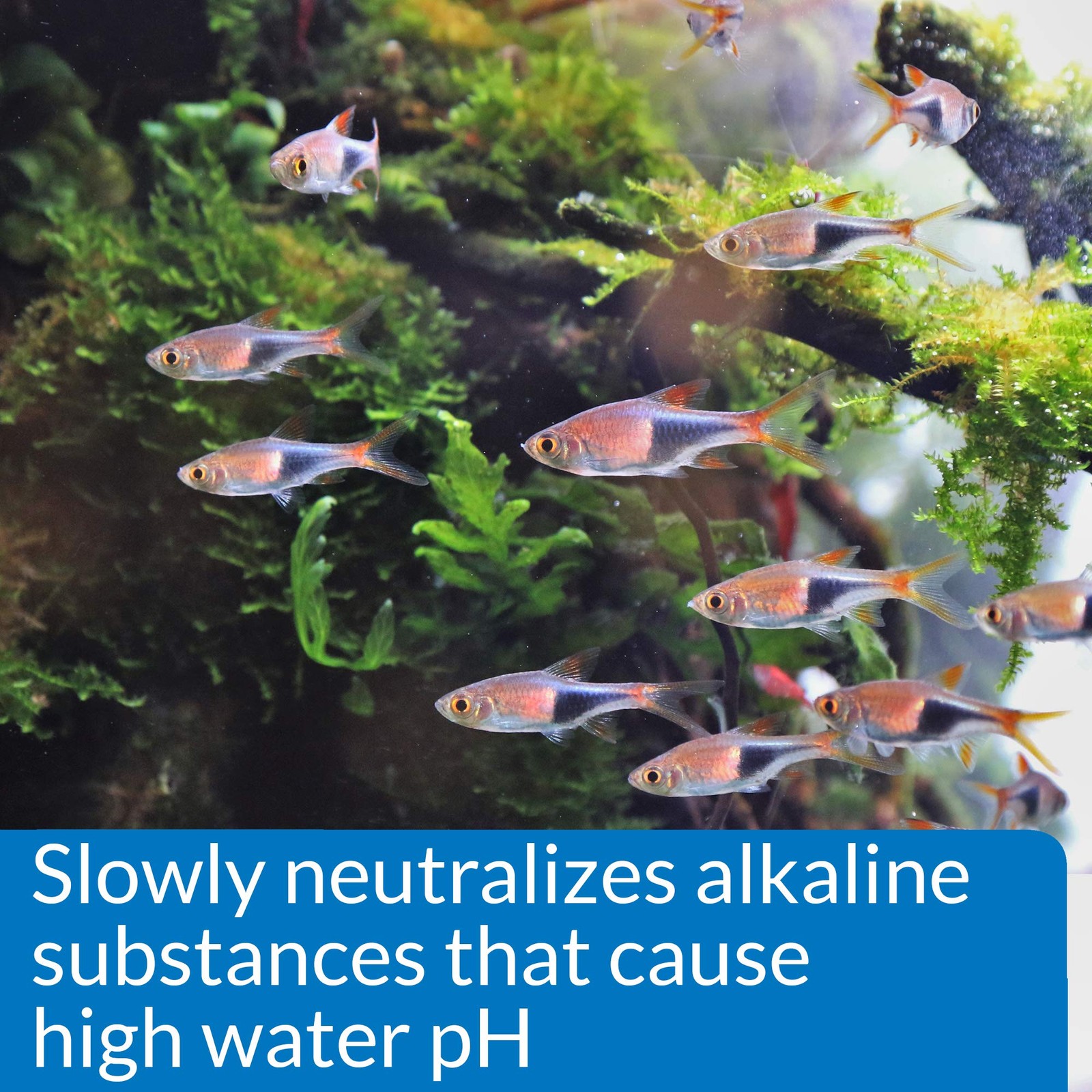 API pH DOWN Freshwater Aquarium Water Treatment 4 oz pH Reducing Solution