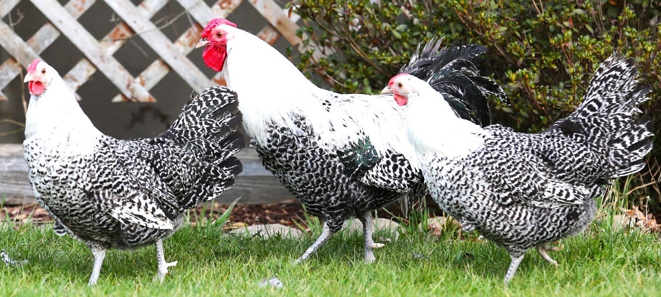 10++ NPIP Silver Deathlayer Hatching Eggs - Read Description - Lemon Possible