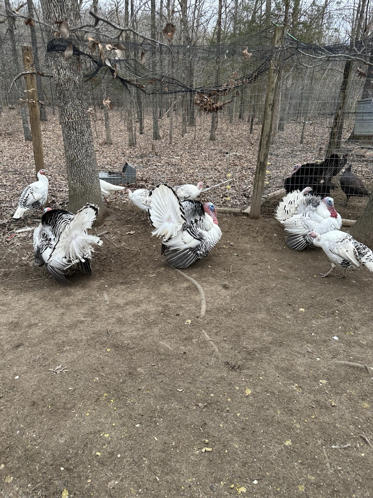 5+ 1 Royal Palm Turkey Hatching Eggs