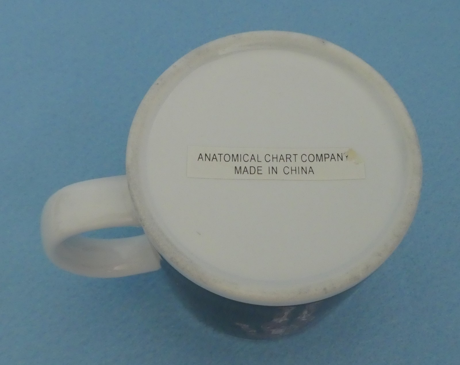Anatomical Chart Company MUG Unused Coffee Tea