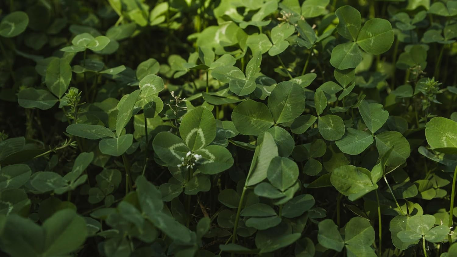Imperial Clover Food Plot Seed (Spring and Fall Planting), 4-Pound (1/2 Acre)