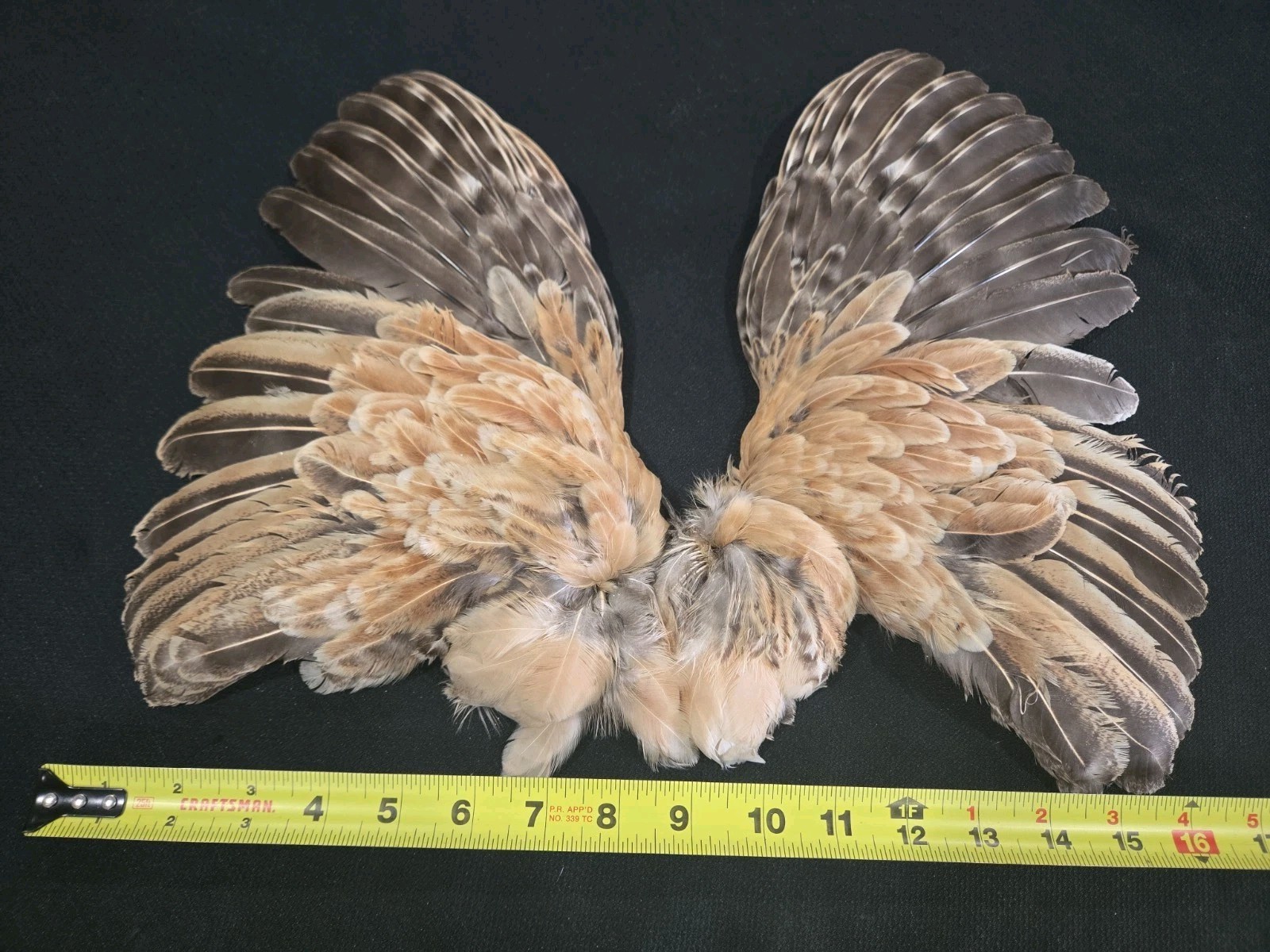 Ginger Brown Hen Wings Craft Art fly tying soft hackle feathers Taxidermy