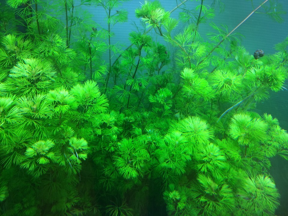 Green Cabomba Live Fish Tank Plants Aquarium Plants BUY 2 Get 1 FREE
