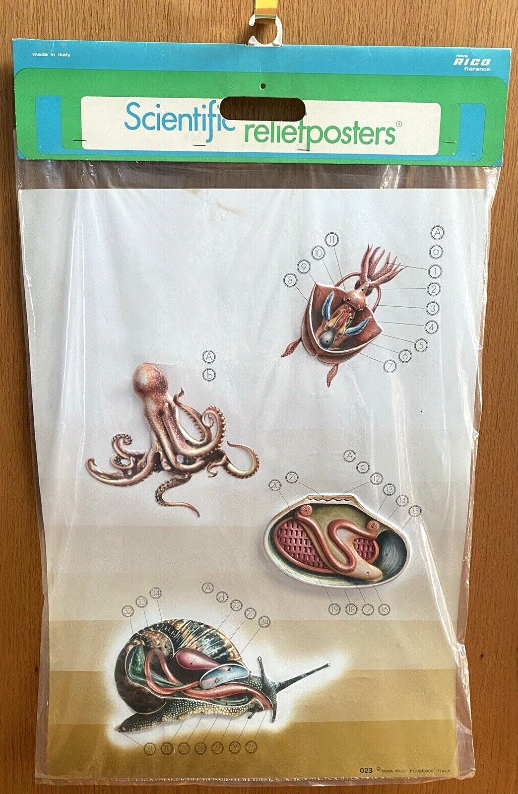 Nova Rico Florence Italy Scientific Relief 3D Poster #23 Mollusca Animal 27x19