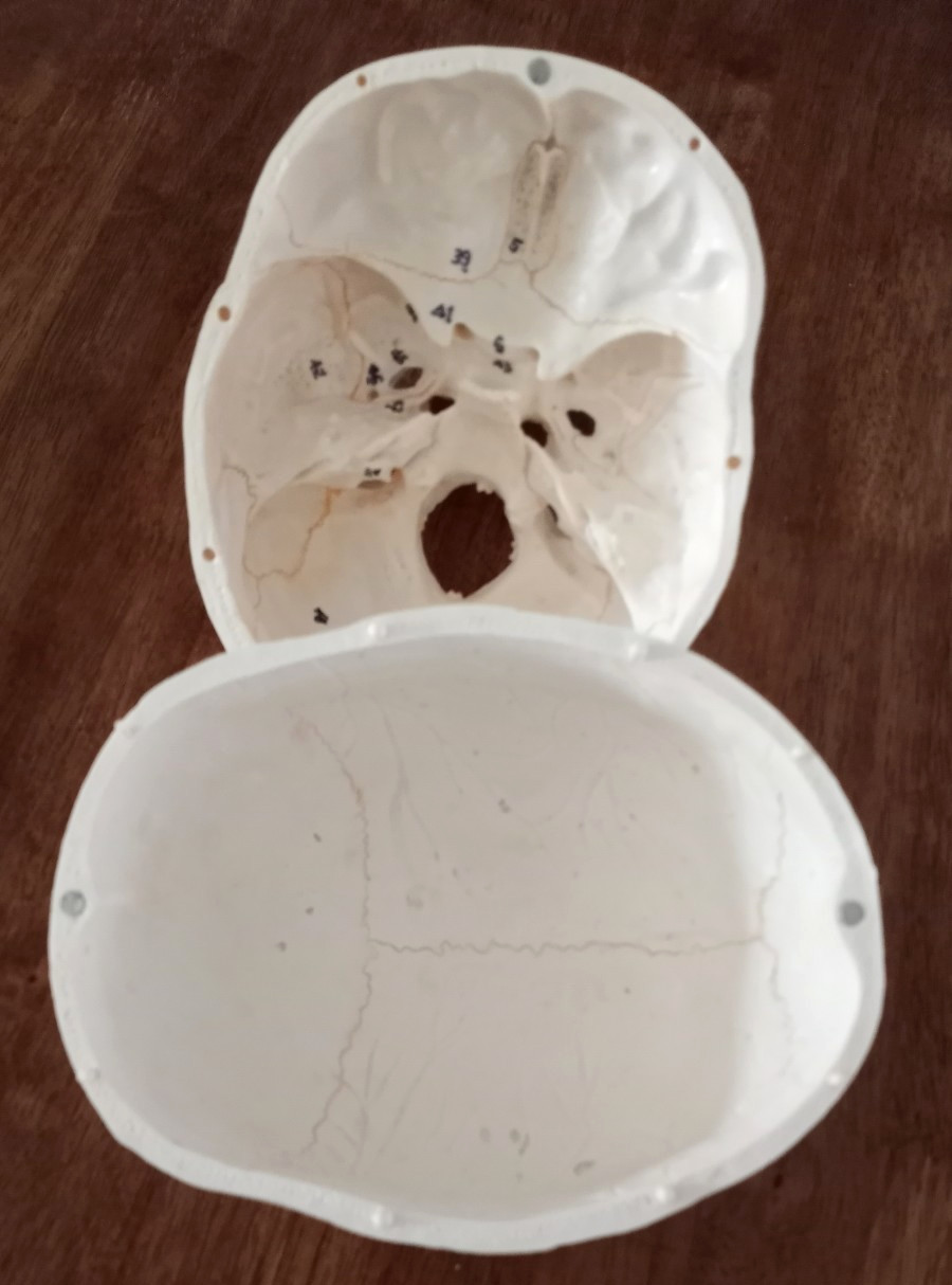 Anatomy - Human Skull lModel