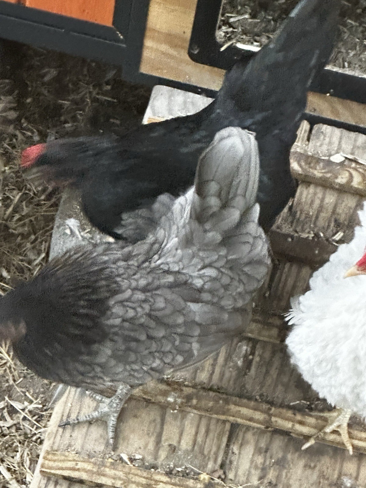 18 Show Quality Malaysian Serama Hatching Eggs