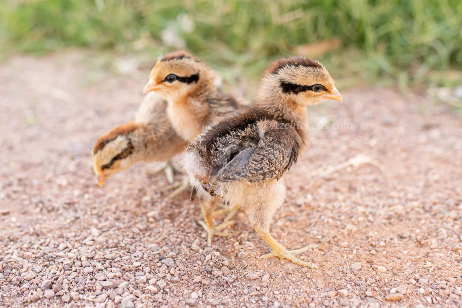 6+ Ayam Ketewa "Laughing Chicken" hatching eggs
