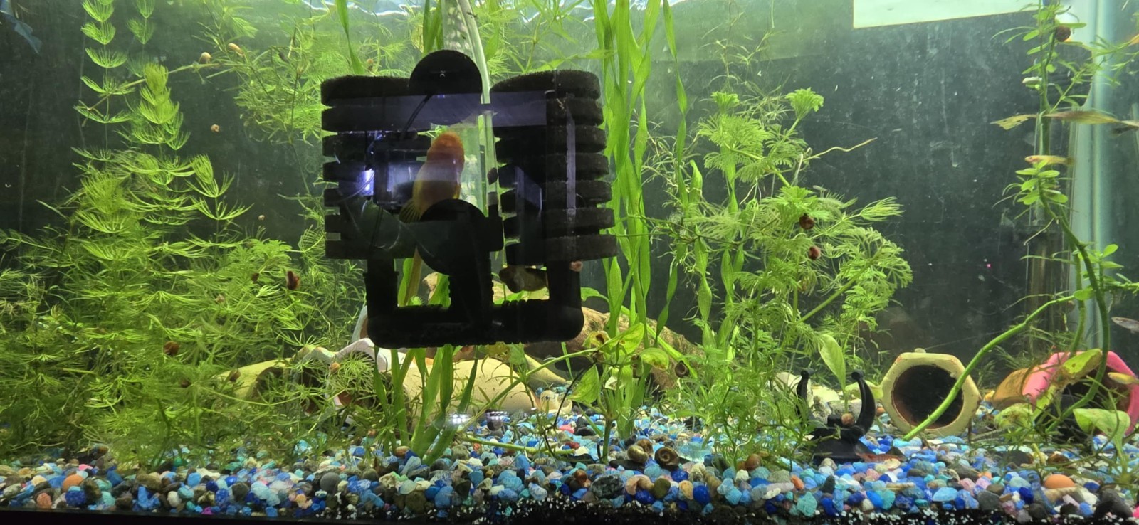 🌿💧 LIVE Mystery Aquarium Plant Pack – Beginner Friendly! 💧🌿 10 plants