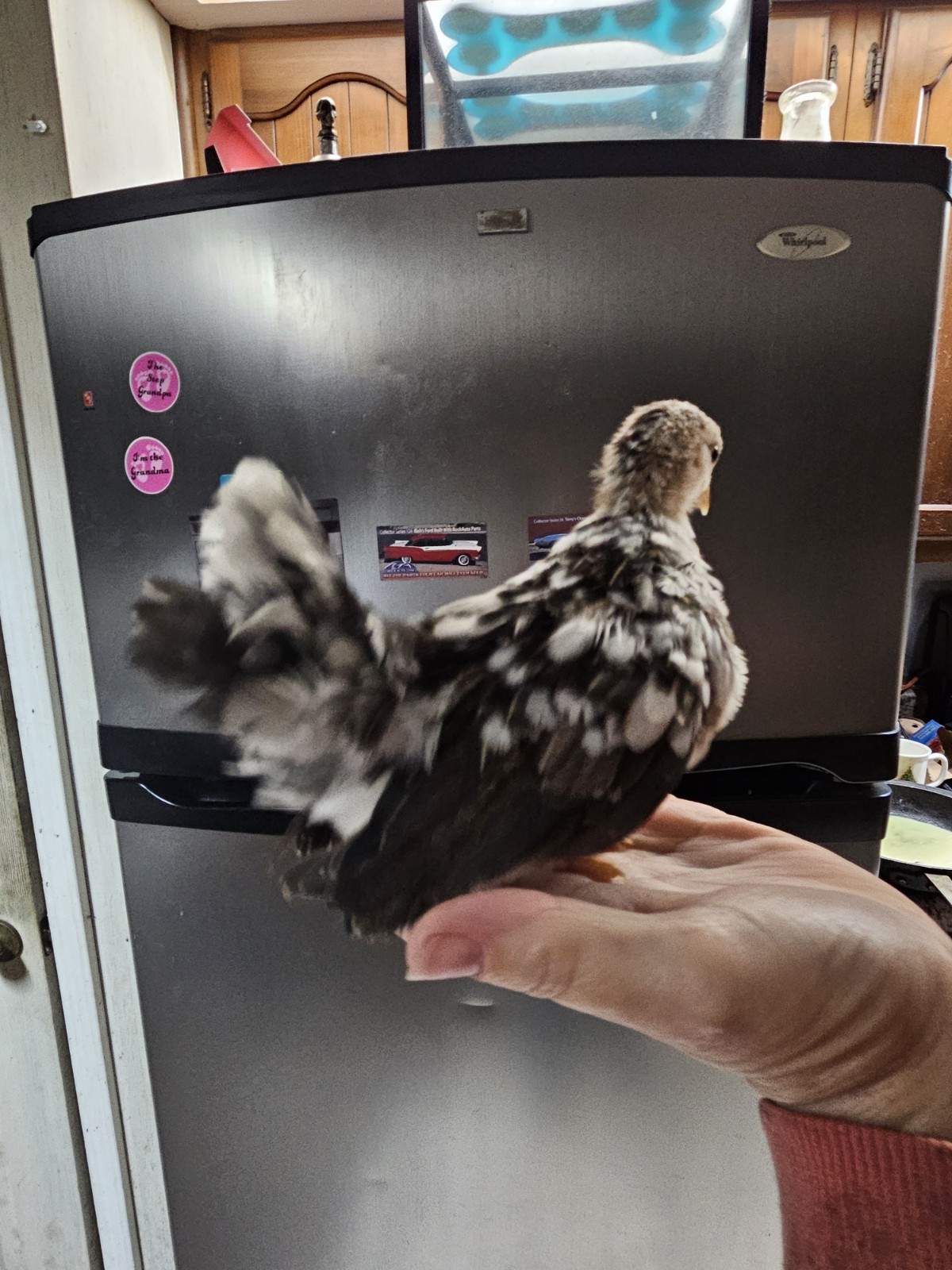 6+Mottled Serama Hatching Eggs