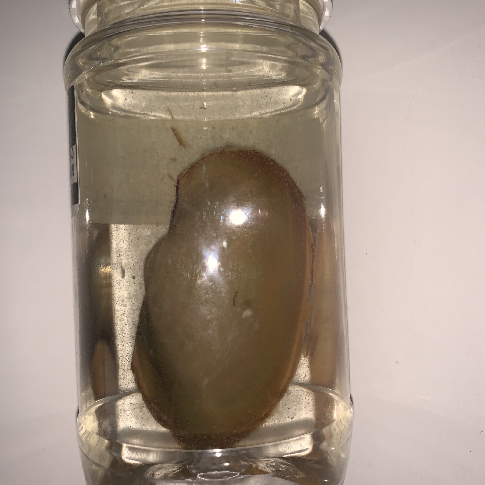 Ramaco Mollusca Clam in Alcohol Specimen Science Jar