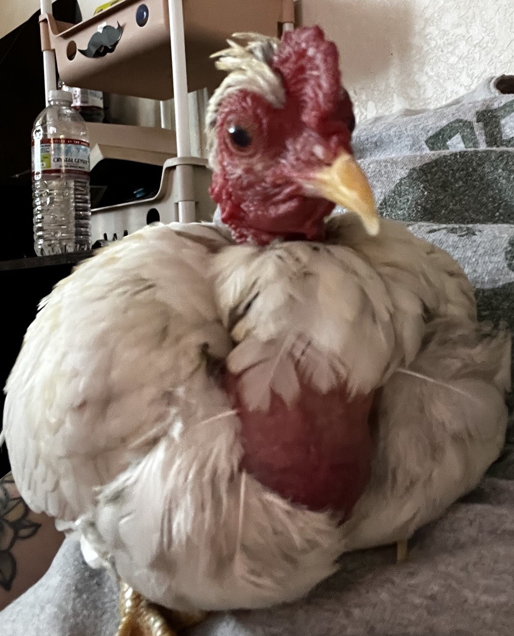4 Kikiriki Hatching Eggs Good Chance Of Naked Neck