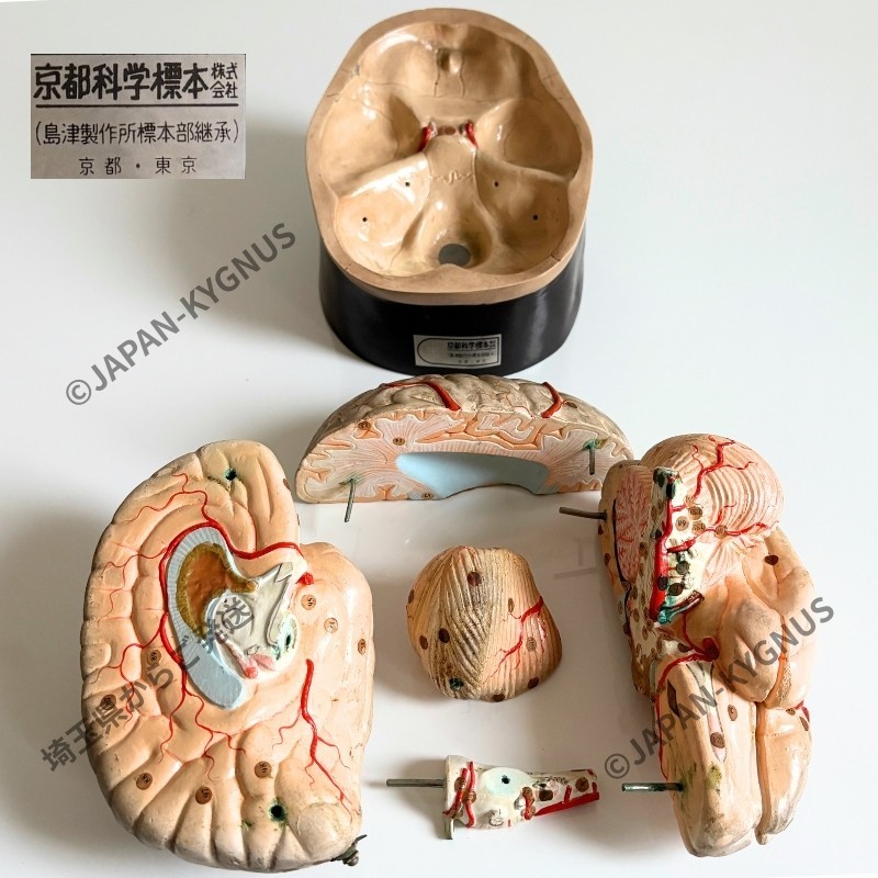 Vintage Human Brain Anatomy Model Kyoto Kagaku Shimadzu Plaster Medical Japan