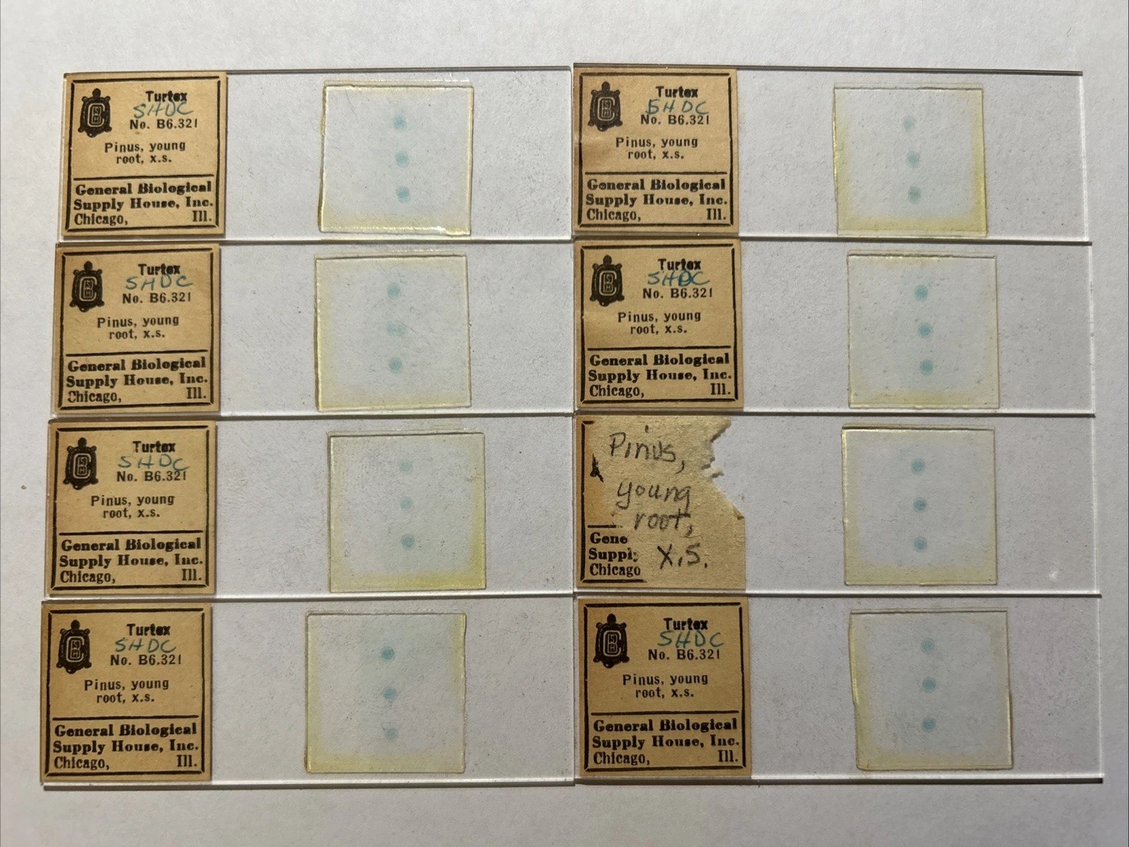 Turtox Pinus, young root, x.s. No. B6.321; Lot Of 8 Microscope Slides