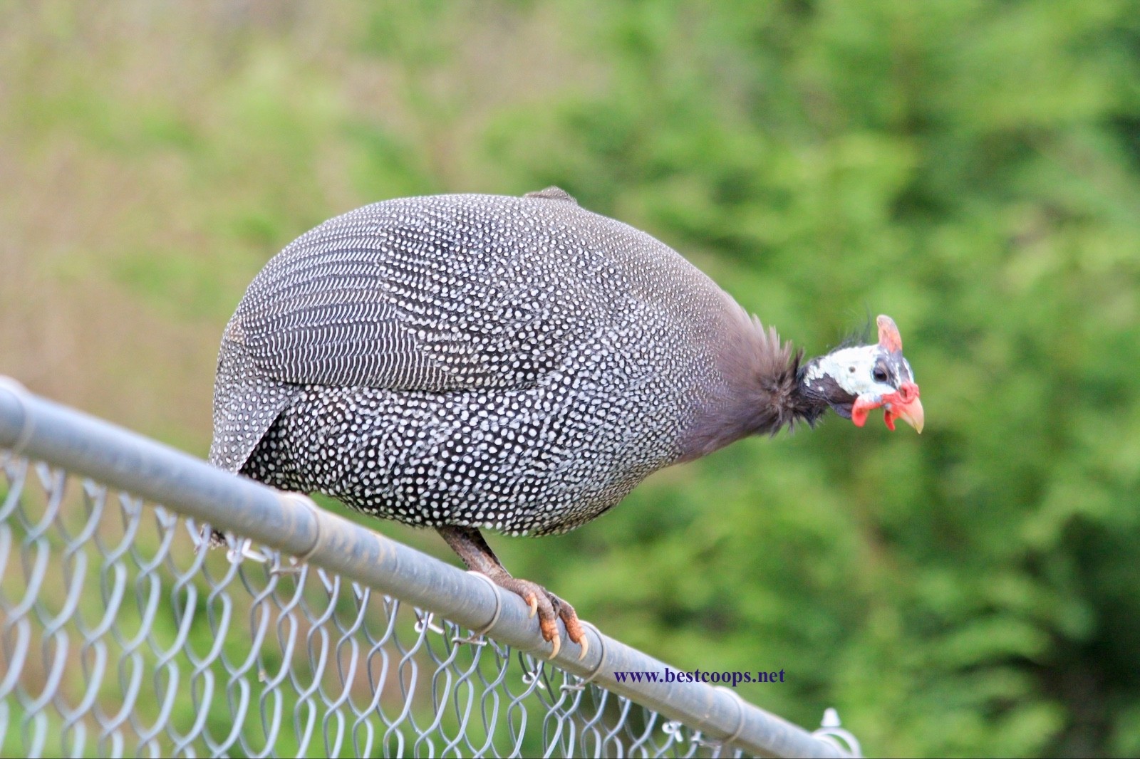 6+ Pearl Guinea Fowl Hatching Eggs