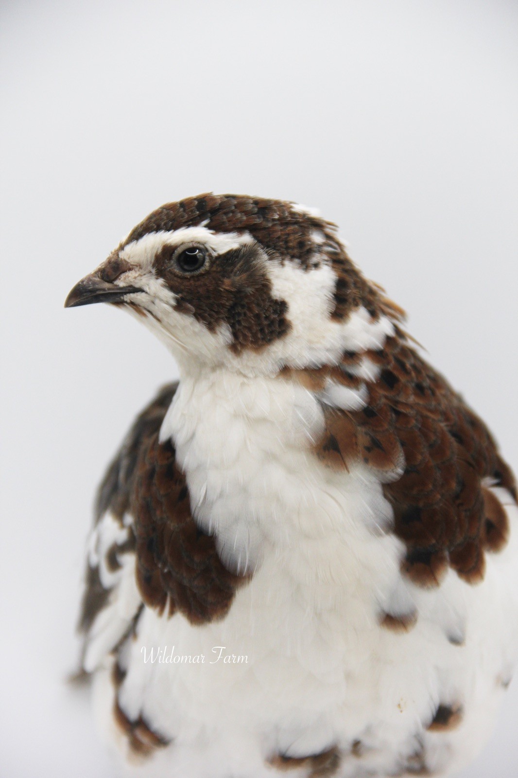 60+ Coturnix Quail Hatching Eggs