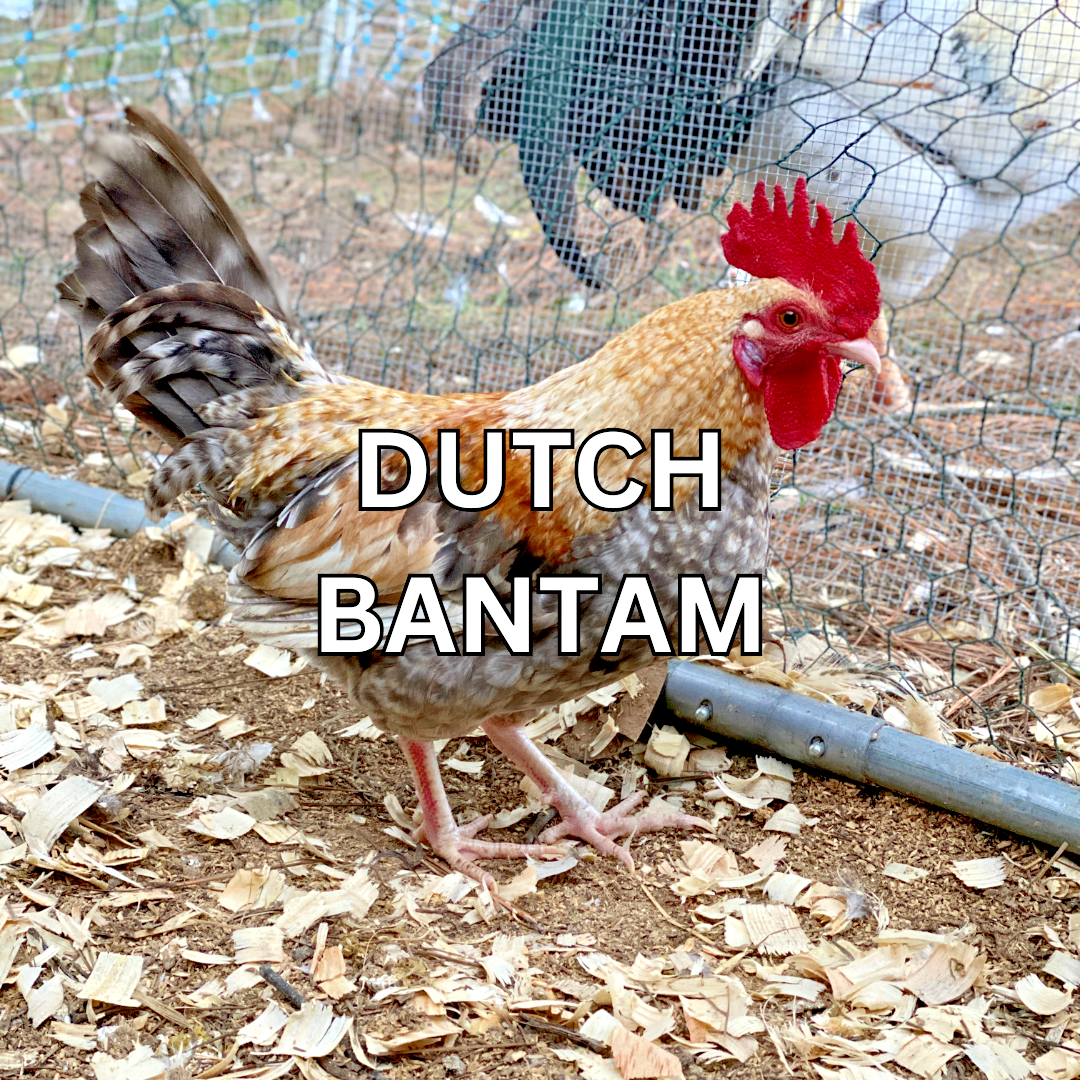 10 Custom Select Chicken Hatching Eggs - You Choose - See Description for Breeds