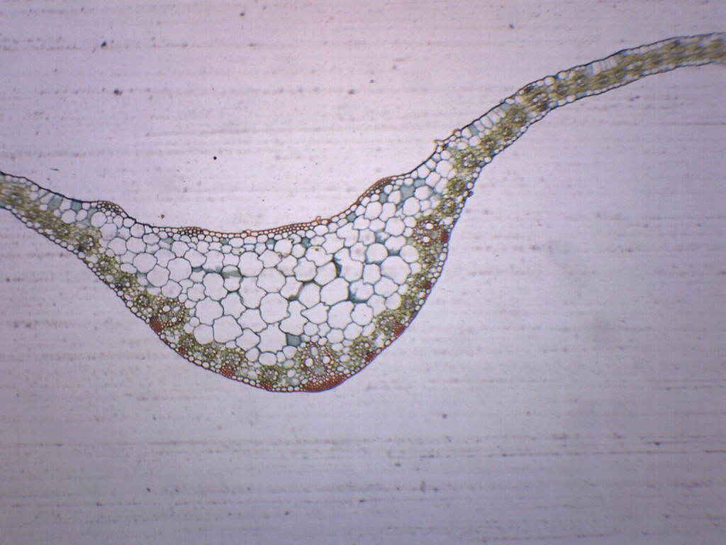 Monocot Leaf - Prepared Microscope Slide - 75x25mm - Eisco Labs