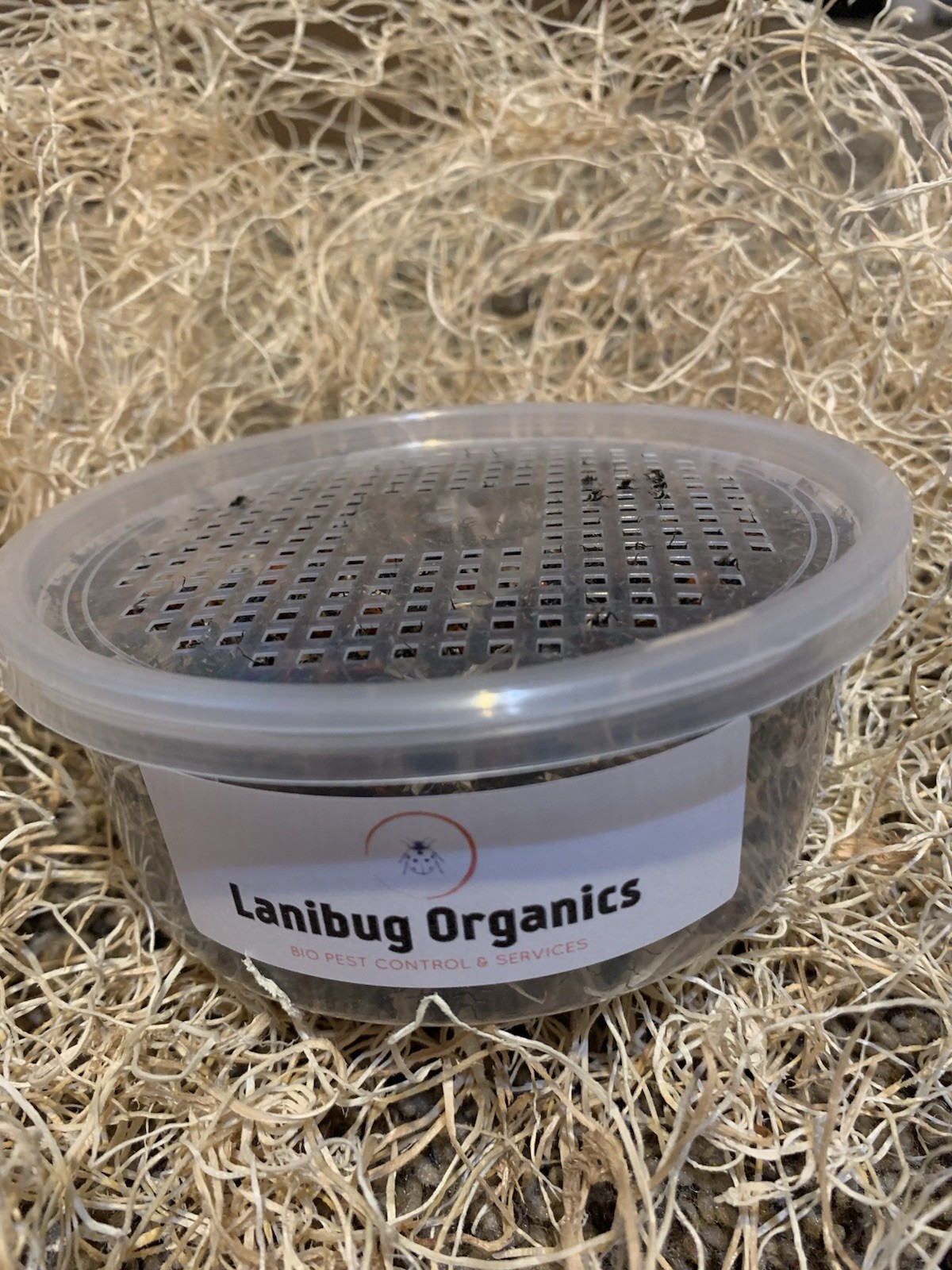 Lanibug Organics 500 Live Ladybugs Guaranteed Live Delivery W/ UPS Next Day Air