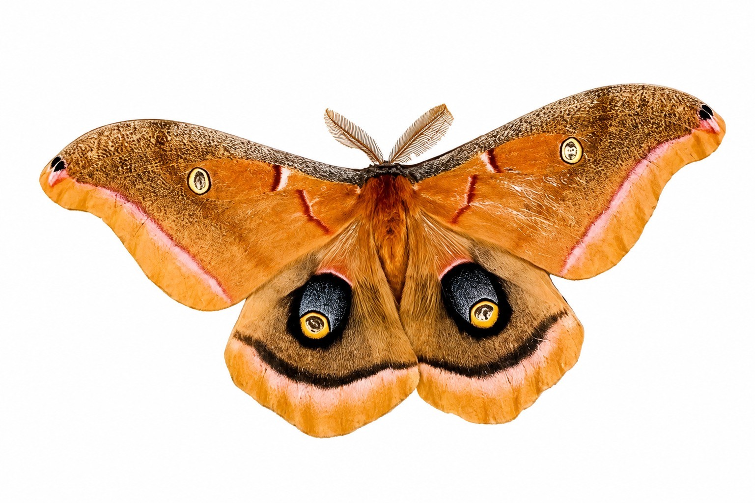 12+ Polyphemus Moth Eggs/ova X 12 Giant Silkmoth Ova Live Feeder
