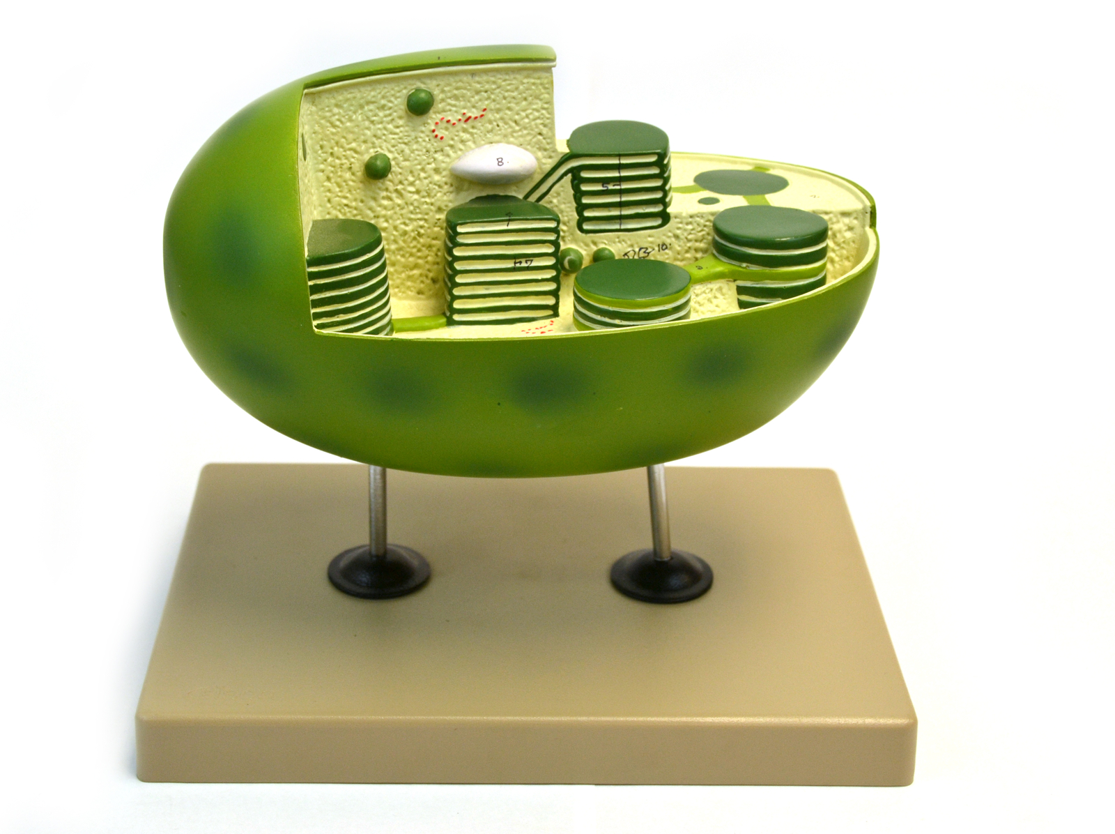 Model, Plant, Chloroplast